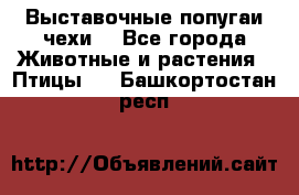 Выставочные попугаи чехи  - Все города Животные и растения » Птицы   . Башкортостан респ.